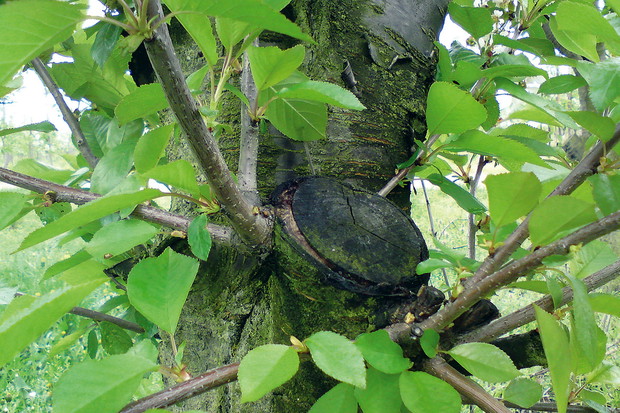 W miejscu po wyciętym starym konarze wiśni wyrosły młode wartościowe pędy