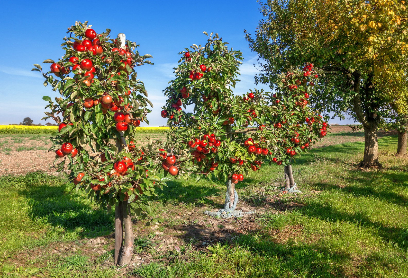 W ofertach sadowników znajduje się kilka karłowatych odmian jabłoni o smacznych, dużych owocach (zdj.: Fotolia.com)