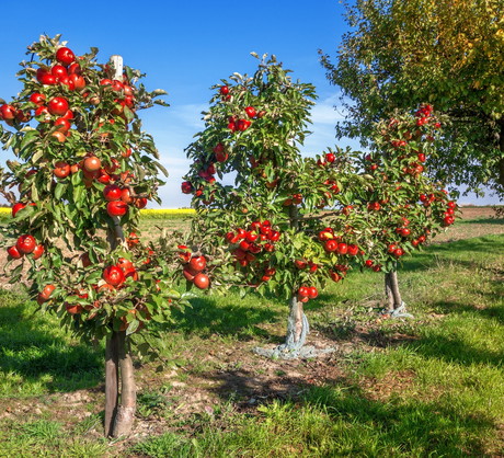 W ofertach sadowników znajduje się kilka karłowatych odmian jabłoni o smacznych, dużych owocach (zdj.: Fotolia.com)