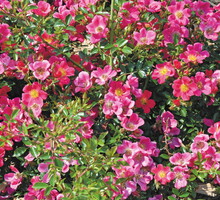 W polskich warunkach do uprawy polecana jest zwłaszcza róża pomarszczona, dzika, girlandowa i rdzawa.