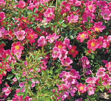 W polskich warunkach do uprawy polecana jest zwłaszcza róża pomarszczona, dzika, girlandowa i rdzawa.