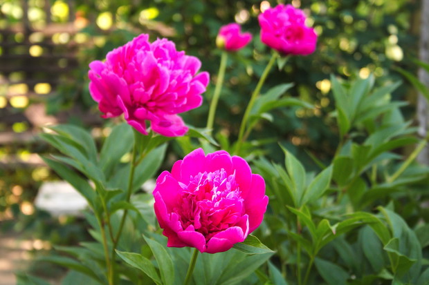 W uprawie piwonie nie są wymagające, najważniejsze, aby nie sadzić ich w miejscach mokrych. Susza nie jest dla nich tak groźna, zwłaszcza dla okazów dobrze zakorzenionych. (zdj.: Shutterstock.com)
