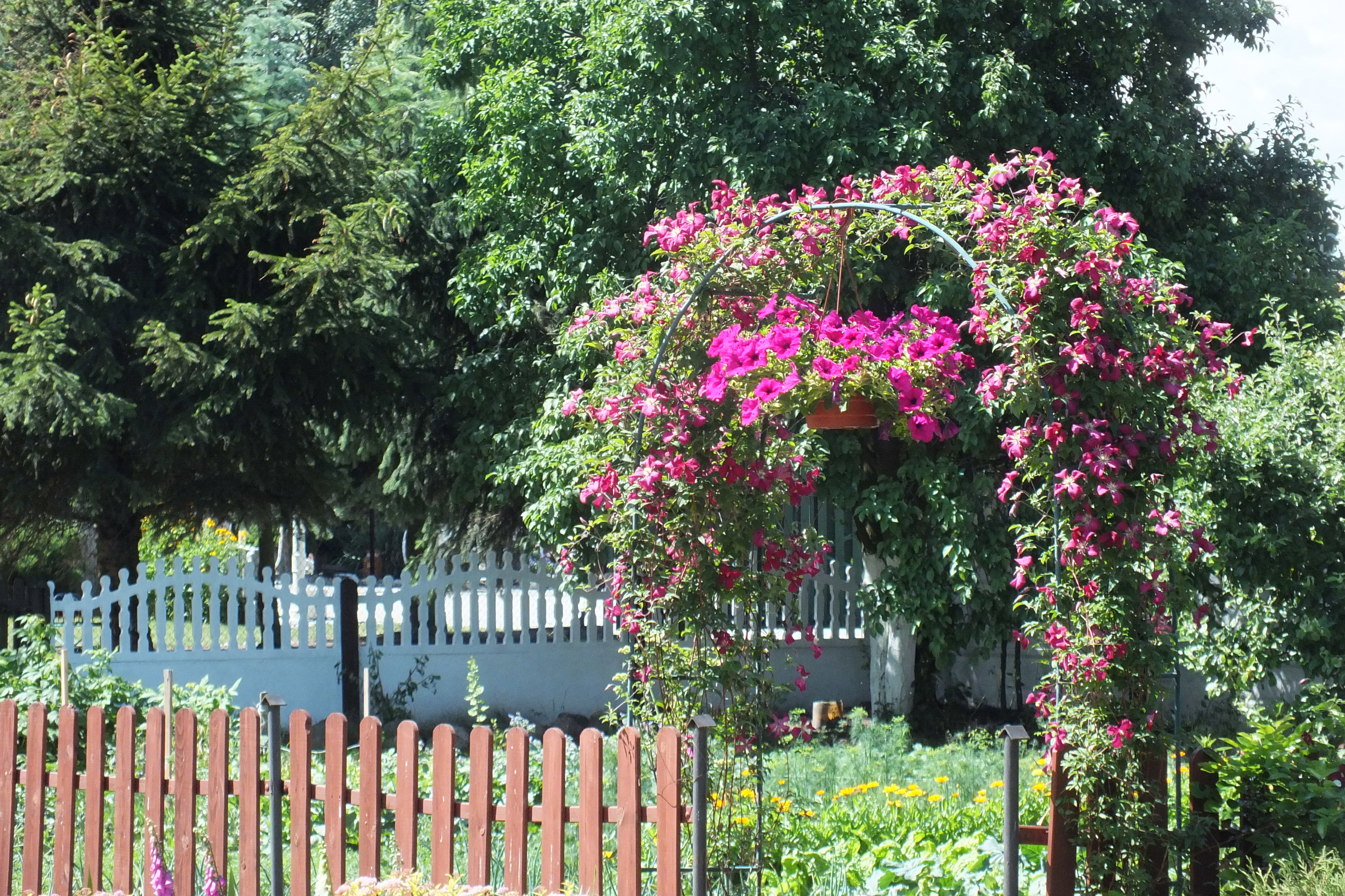 Wejście do ogrodu warzywnego zdobi pergola z powojników