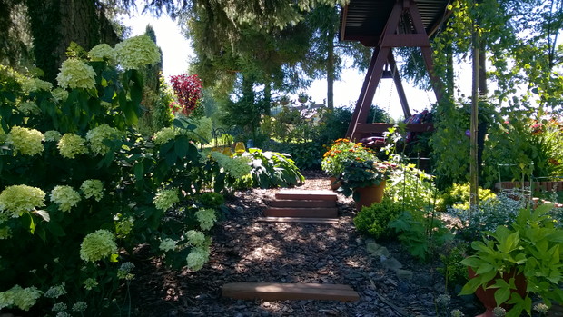 wejście na rabatę z huśtawką-gości wita hortensja