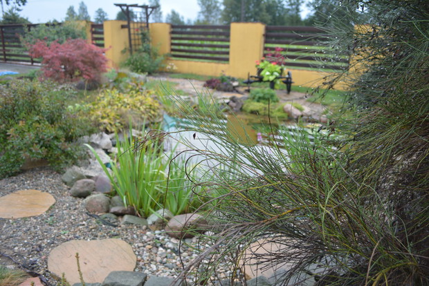 Widok oczka wodnego od strony przekwitłych już żarnowców