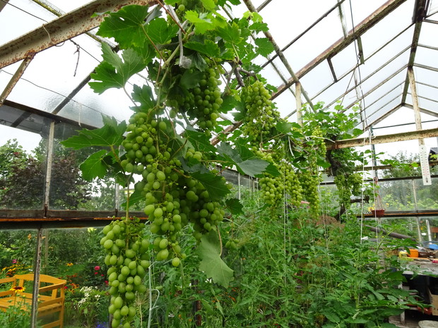 Winogrono szklarniowe.