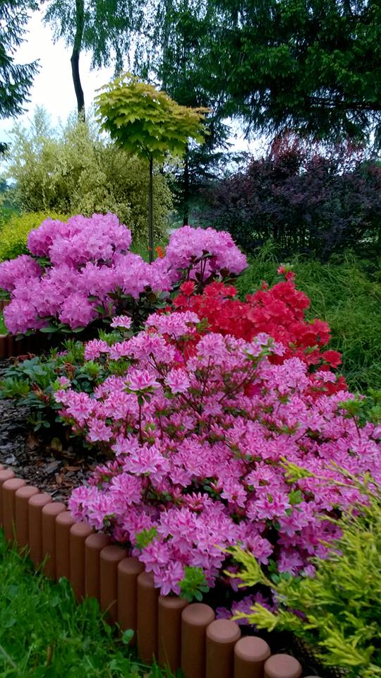 wiosenne różaneczniki