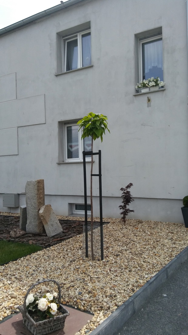 Wtedy jeszcze młode katalpy :-)
