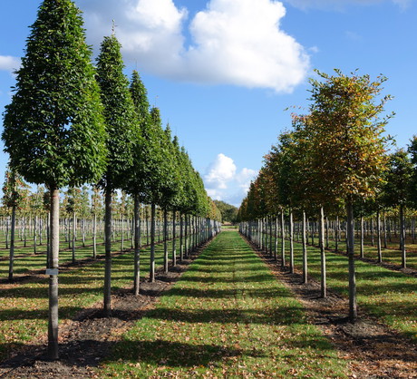 Wybierając drzewka w szkółce należy dokładnie przyjrzeć się roślinie, sprawdzając na przykład liście w poszukiwaniu śladów chorób (zdj.: Fotolia.com)