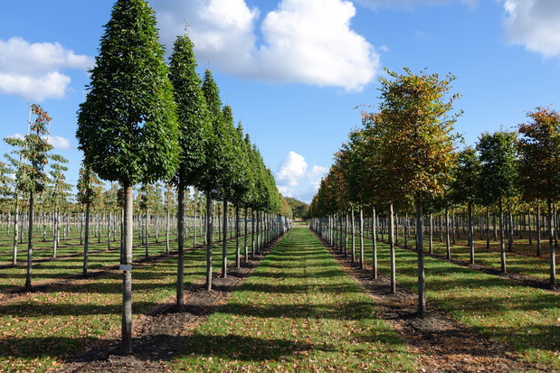Wybierając drzewka w szkółce należy dokładnie przyjrzeć się roślinie, sprawdzając na przykład liście w poszukiwaniu śladów chorób (zdj.: Fotolia.com)