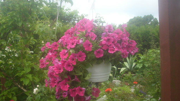 wychodowana surfinija