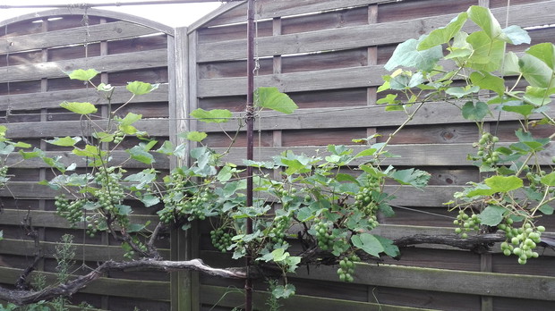 Z owoców winorośli corocznie wyrabiamy domowe, pyszne wino.