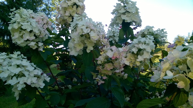 zachwycająca hortensja