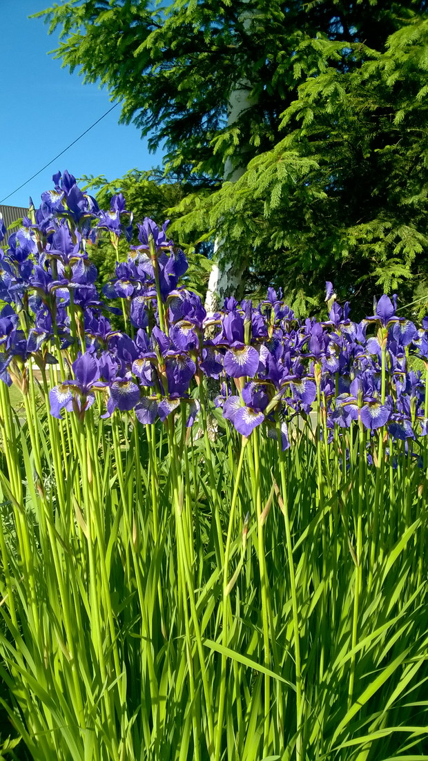 zachwycające kosaćce