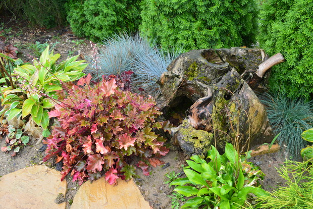 Żurawka w towarzystwie traw i hosty