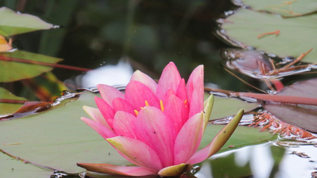 A lilia jak gdyby nigdy nic. Wiosna, lato, jesień – i coraz to nowe kwiaty.