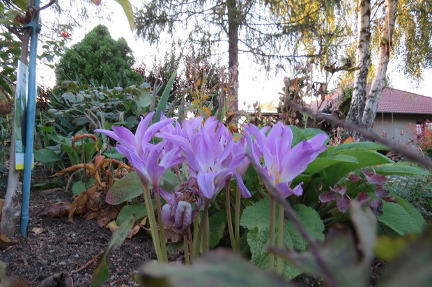 ….albo jak zimowity, które podszywają się pod wiosenne krokusy.