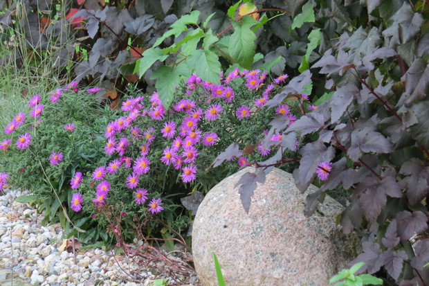Ale jesień to także czas dla kwiatów. I dla tych czekających specjalnie na tę porę roku jak astry…