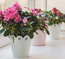 Azalia doniczkowa znana jest również jako różanecznik indyjski (rhododendron simsii) (zdj.: Adobe Stock)