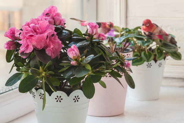 Azalia doniczkowa znana jest również jako różanecznik indyjski (rhododendron simsii) (zdj.: Adobe Stock)