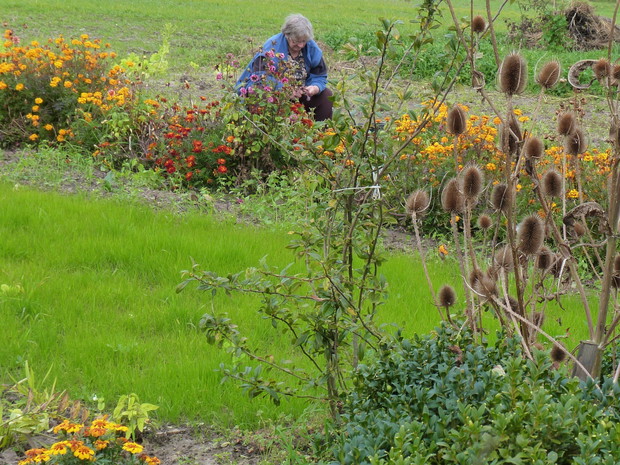 "Babcia" wyrywa ostatnie w tym sezonie warzywa