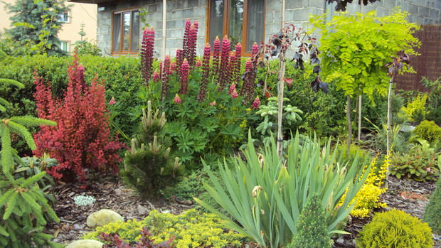 Babciny łubin wkomponuje się w każdy ogród