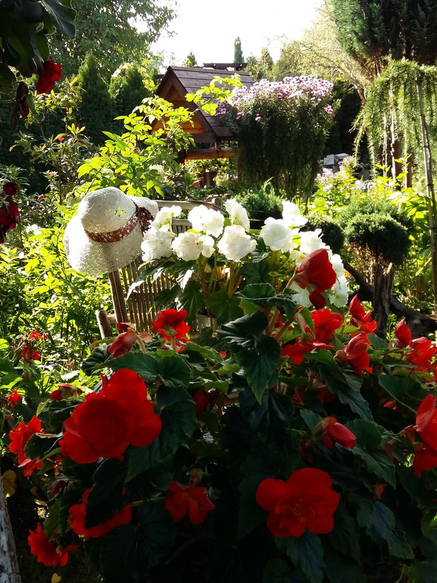 Begonie to wyjątkowe kwiaty,bardzo pasuje im półcień z rosnącego nad nim orzecha