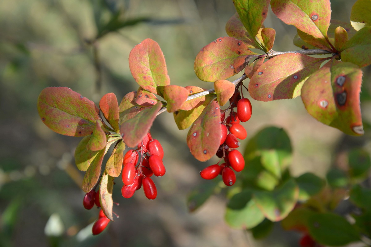 Berberys pospolity Berberis vulgaris (zdj.: Fotolia.com)