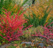 Berberysom nie przeszkadza szybkie wypłukiwanie z gleby składników mineralnych. Krzew ten słynie nie tylko z urody, jego owoce są jadalne i zawierają wiele korzystnych dla organizmu składników. (zdj.: Adobe Stock)