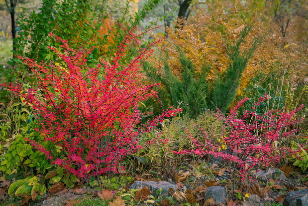 Berberysom nie przeszkadza szybkie wypłukiwanie z gleby składników mineralnych. Krzew ten słynie nie tylko z urody, jego owoce są jadalne i zawierają wiele korzystnych dla organizmu składników. (zdj.: Adobe Stock)