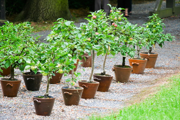 Bez odpowiednich zabiegów owocówki w pojemnikach nie mają szans przeżyć zimy, ich korzenie zamierają już przy temperaturze bliskiej -10°C (zdj.: Shutterstock)
