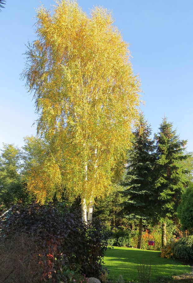 Chciałoby się żeby te brzozy świeciły tak do wiosny.