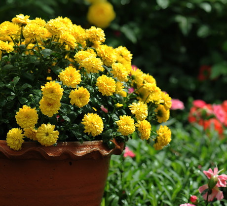 Chryzantemy z małymi kwitami mają większe szanse na przetrwanie jesiennych opadów i wiatrów (zdj.: Fotolia.com)