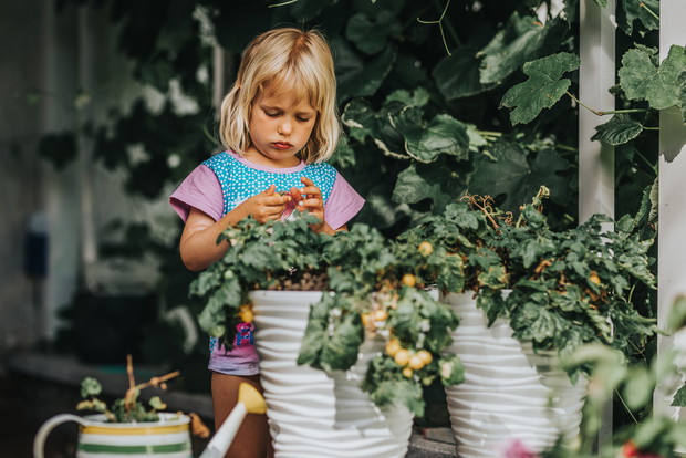 -Co to jest? Takie żółte kulki. Wiciu, czy to są śliweczki?
-Oj Iga! Nawet małe dzieci wiedzą, że to są pomidorki koltajowe