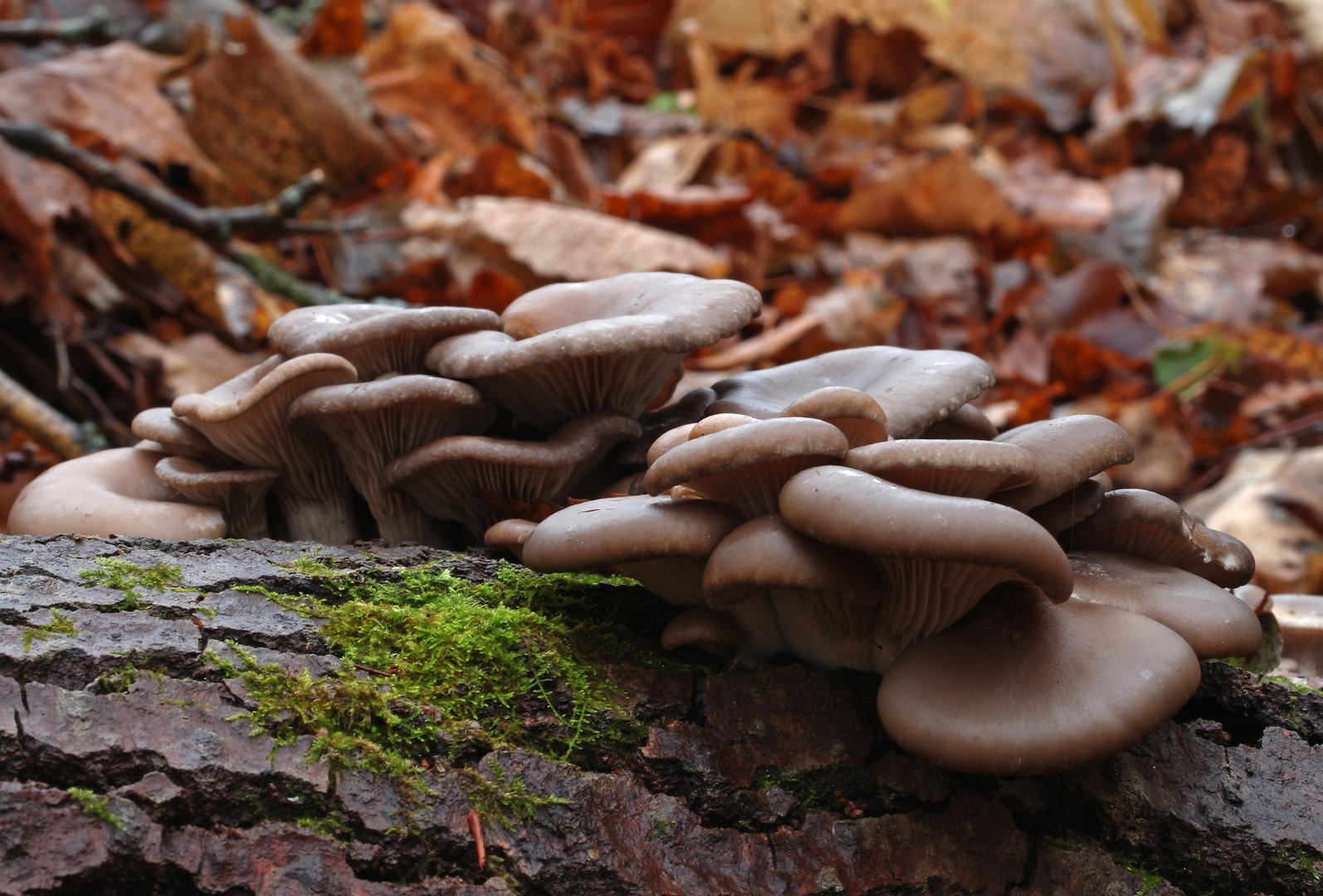 Coraz większą popularnością cieszą się zestawy podłóż do uprawy grzybów, dzięki którym bez trudu możemy wyhodować własne pieczarki czy boczniaki (zdj.: Shutterstock.com)