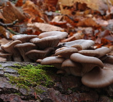 Coraz większą popularnością cieszą się zestawy podłóż do uprawy grzybów, dzięki którym bez trudu możemy wyhodować własne pieczarki czy boczniaki (zdj.: Shutterstock.com)