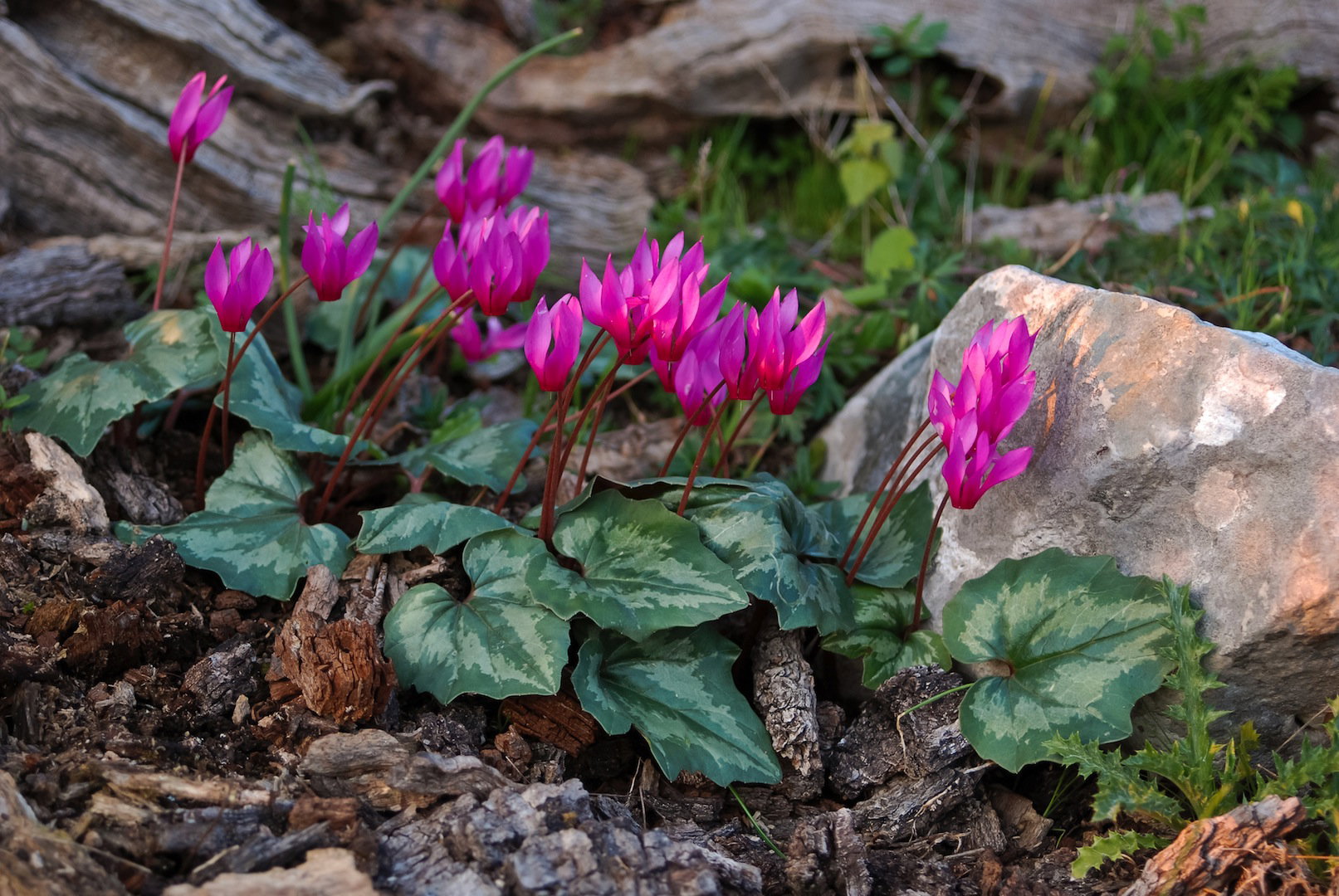 Cyklamen repandum Cyclamen repandum dodatkowego uroku nabiera w towarzystwie paproci i cząbru, pod warunkiem, że dostarczymy  (zdj.: Fotolia.com)