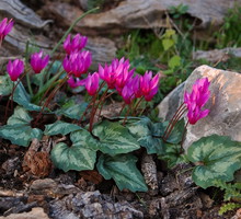 Cyklamen repandum Cyclamen repandum dodatkowego uroku nabiera w towarzystwie paproci i cząbru, pod warunkiem, że dostarczymy (zdj.: Fotolia.com)