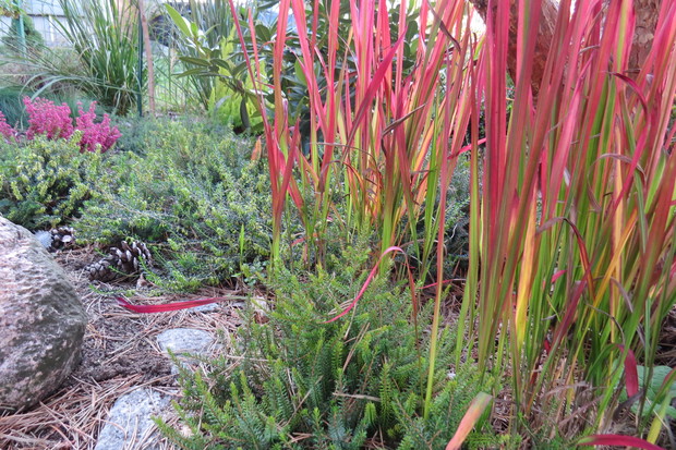 Czerwony baron – na jesień trawy też mają coś do pokazania.