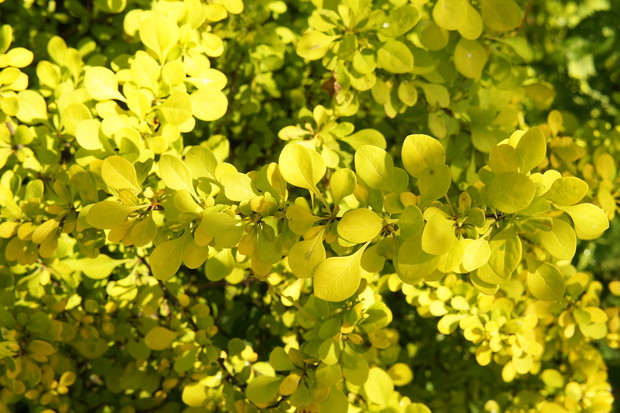 Często wykorzystywany jako żywopłot liściasty berberys Thunberga Berberis Thunbergii występuje w wielu odmianach o żółtych liściach (zdj.: Fotolia.com)