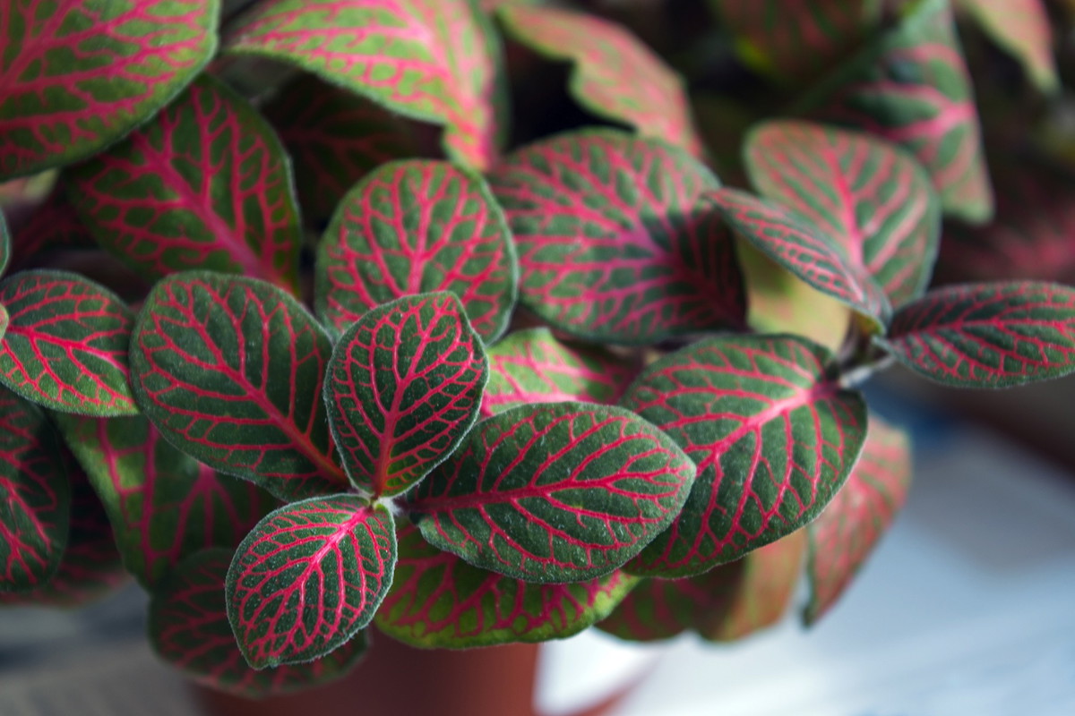 Decydując się na hodowlę fitonii (Fittonia) należy nie stawiać rośliny na zbyt nasłonecznionym stanowisku oraz unikać suchego powietrza. (zdj.: Fotolia.com)