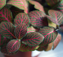 Decydując się na hodowlę fitonii (Fittonia) należy nie stawiać rośliny na zbyt nasłonecznionym stanowisku oraz unikać suchego powietrza. (zdj.: Fotolia.com)