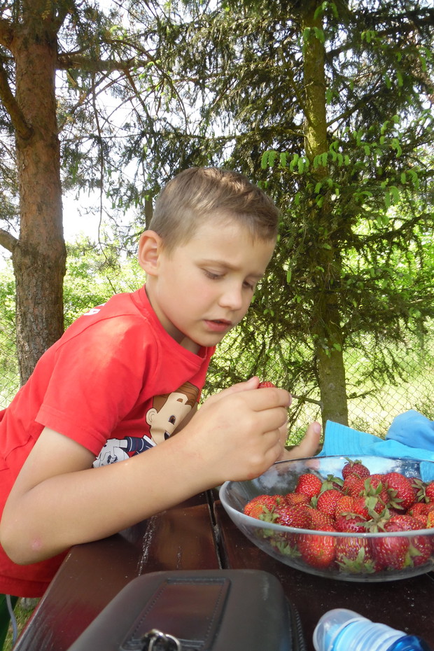 degustacja truskawek