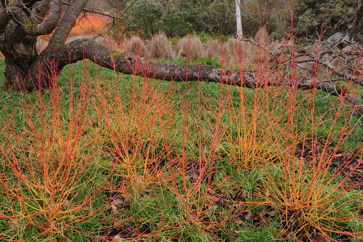Dereń świdwa Cornus sanguinea w odmianie 'Midwinter Fire' zapewnia ogniste wrażenia nawet zimą (zdj.: Shutterstock.com)