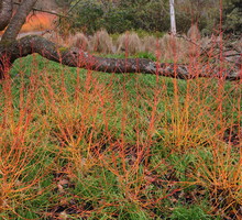 Dereń świdwa Cornus sanguinea w odmianie 'Midwinter Fire' zapewnia ogniste wrażenia nawet zimą (zdj.: Shutterstock.com)