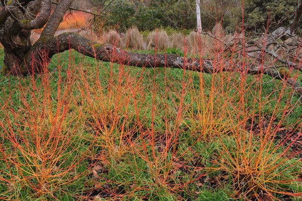 Dereń świdwa Cornus sanguinea w odmianie 'Midwinter Fire' zapewnia ogniste wrażenia nawet zimą (zdj.: Shutterstock.com)