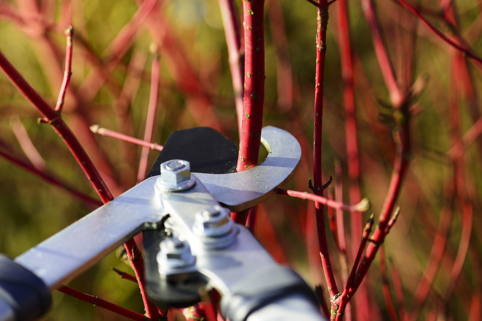 Derenie to jedne z tych roślin, którym cięcie nie jest konieczne do utrzymania atrakcyjnego pokroju. (zdj.: Adobe Stock)