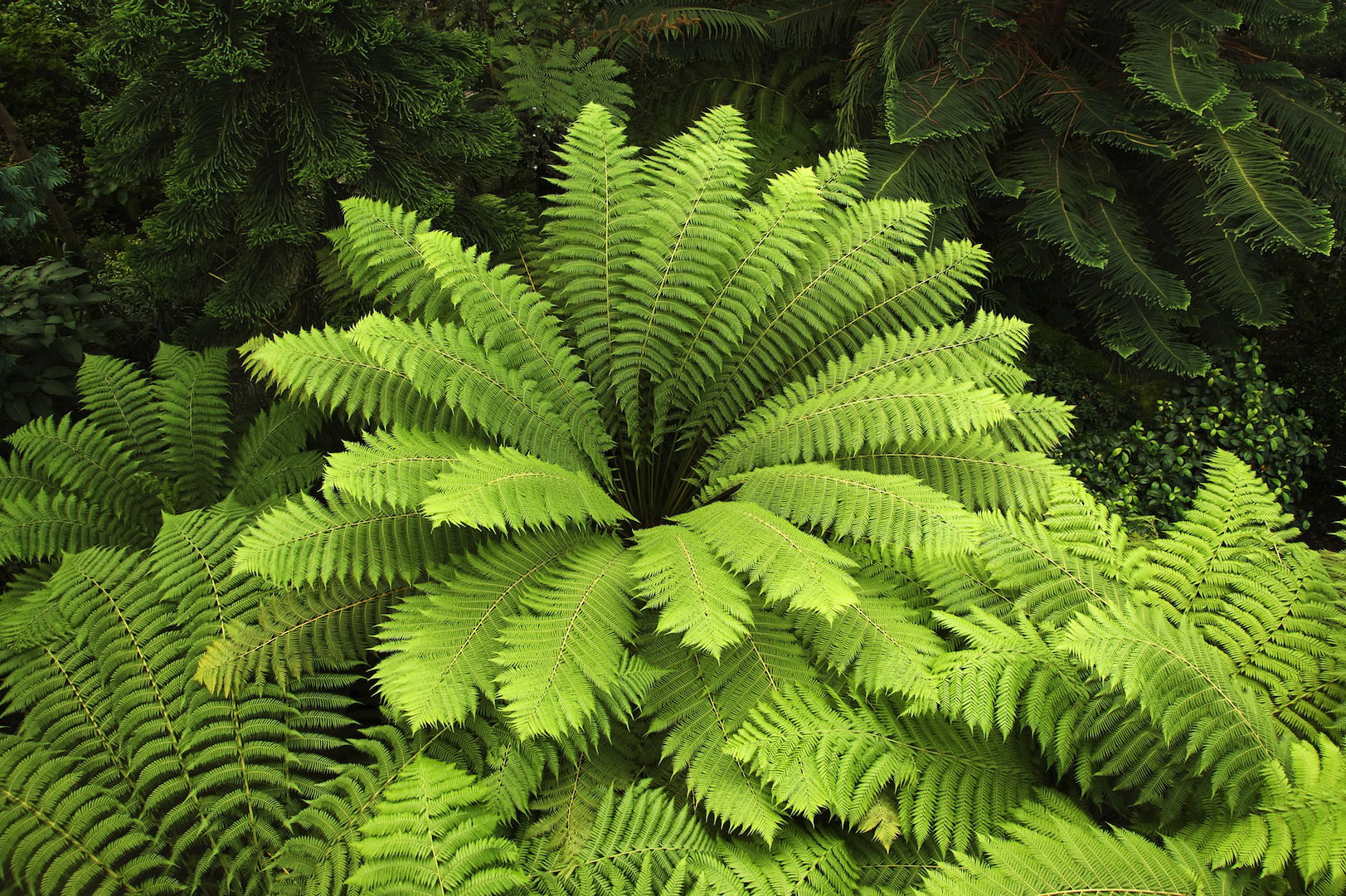 Diksonia antarktyczna Dicksonia antarctica jest jedną z wielu odmian paproci, która za sprawą swojej wytrzymałości, nadaje się do uprawy również w Polsce (zdj.: Fotolia.com)