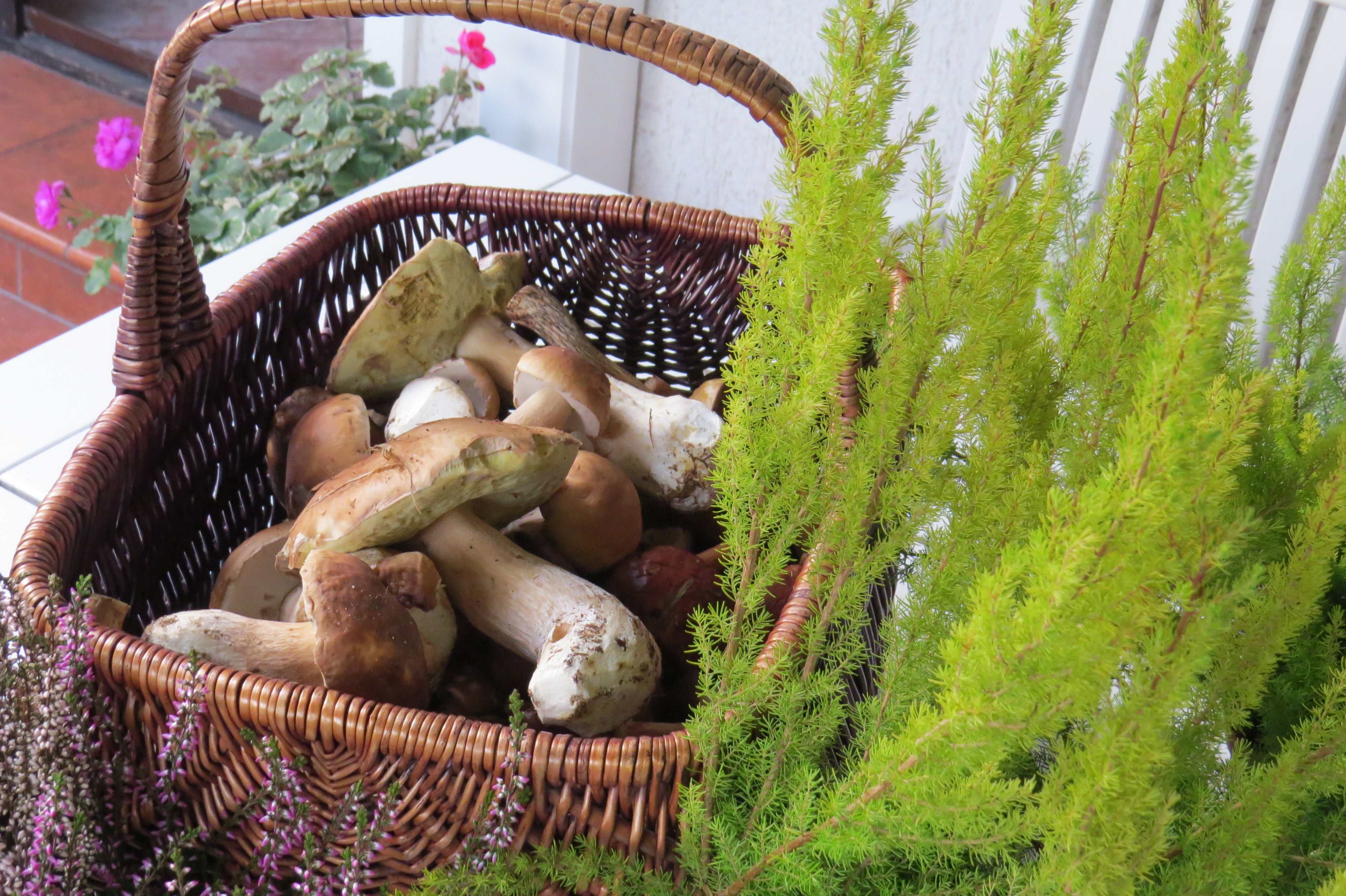 Dla niektórych to jesienne owoce lasu, inni mają je w ogrodzie. Oby nie były to patogeny.