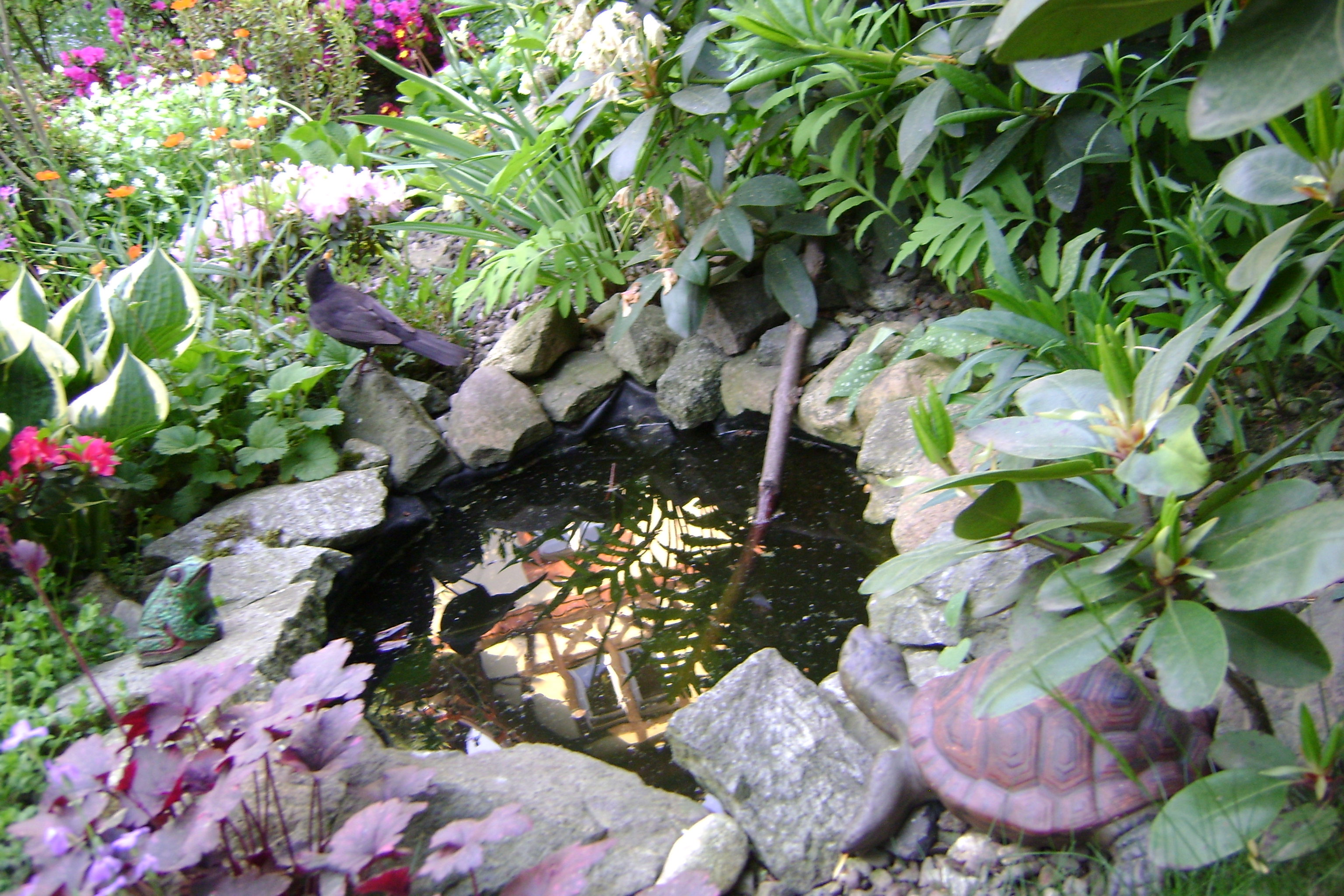 Do mojego ogródka zaglądają różne ptaszki: najczęściej szpaki,kosy i wróble oraz owady,dla których wstawiłam długi patyk aby bezpiecznie mogły się napić  wody z oczka wodnego.